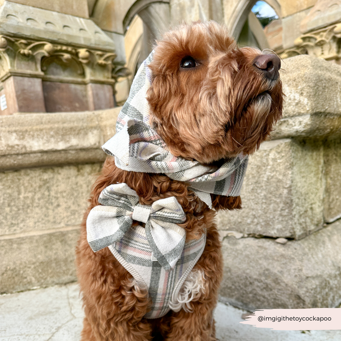 Brown curly-haired dog in a plaid Cocopup London adjustable harness, lead, and collar stands by a stone building.
