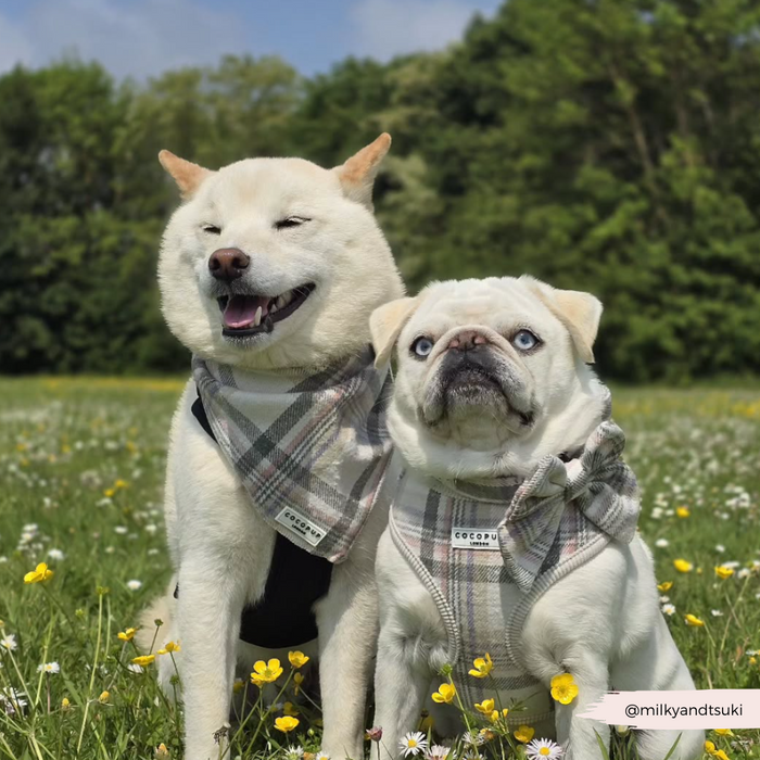 Two dogs in a field wear Cocopup London bandanas with blue, white, and brown plaid, trees and sky behind them.