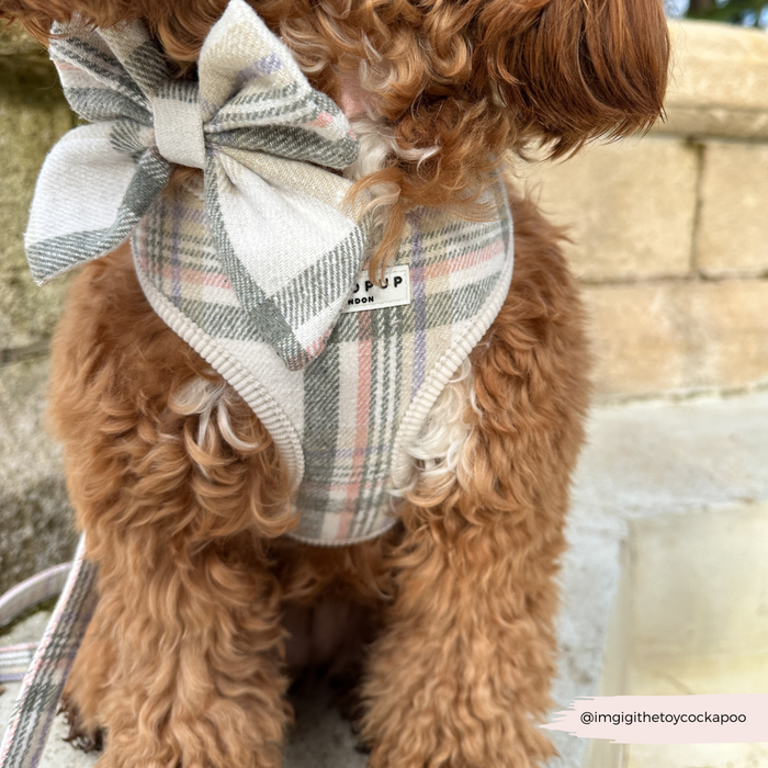 Brown fluffy dog wearing an Oxford plaid adjustable harness, lead, and collar set near a stone wall.