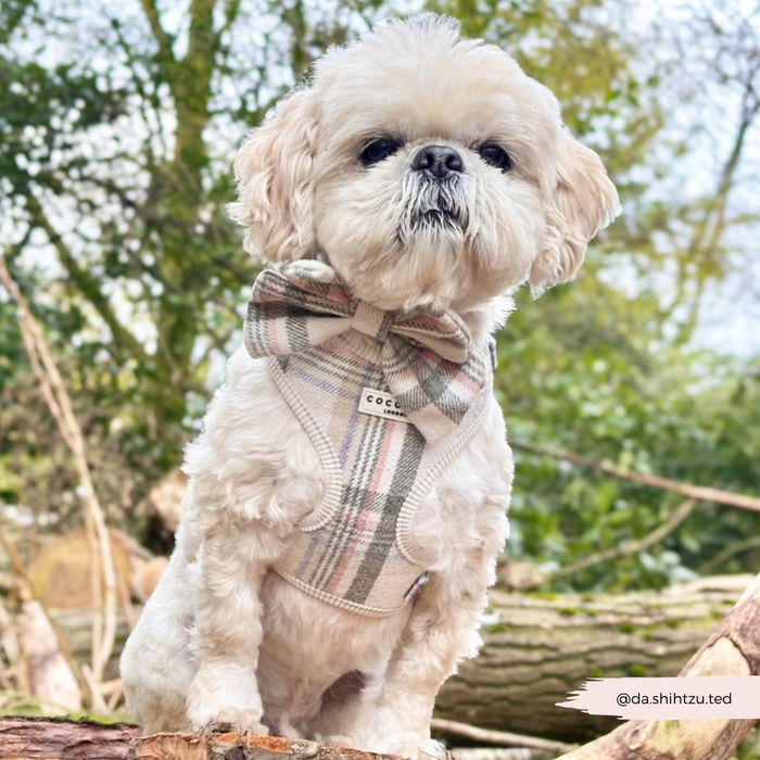 Fluffy white dog wearing an Oxford plaid adjustable harness, lead, and collar set sits on a log outdoors.