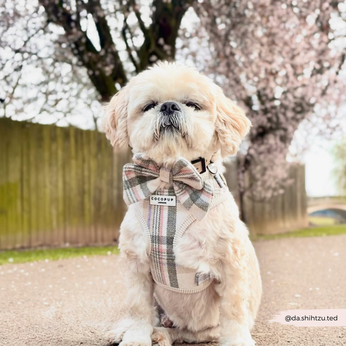 Shih Tzu in a Cocopup London plaid neck harness with bow tie, standing outdoors near blooming trees.