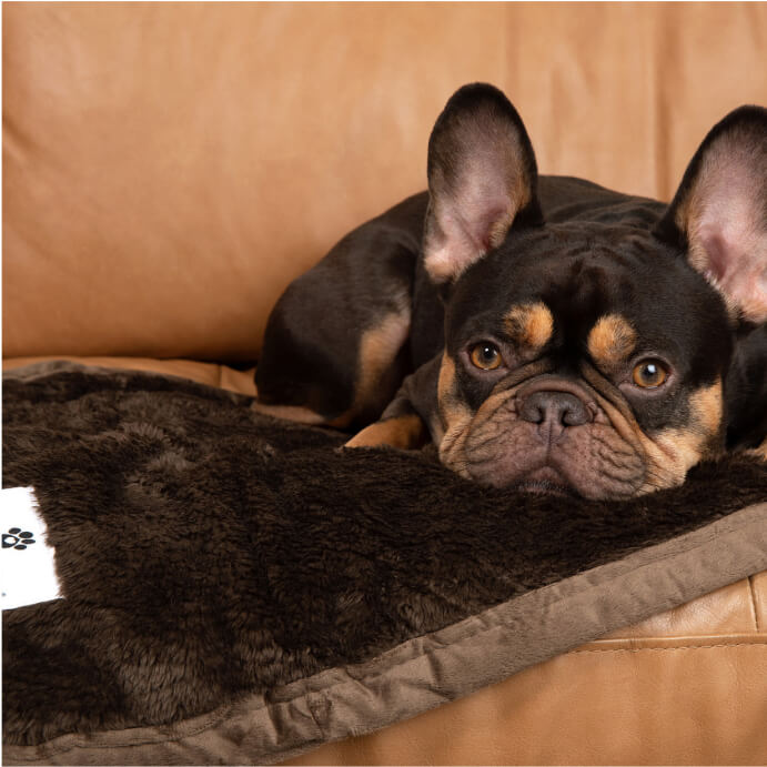 Pawtect® Blanket Plus