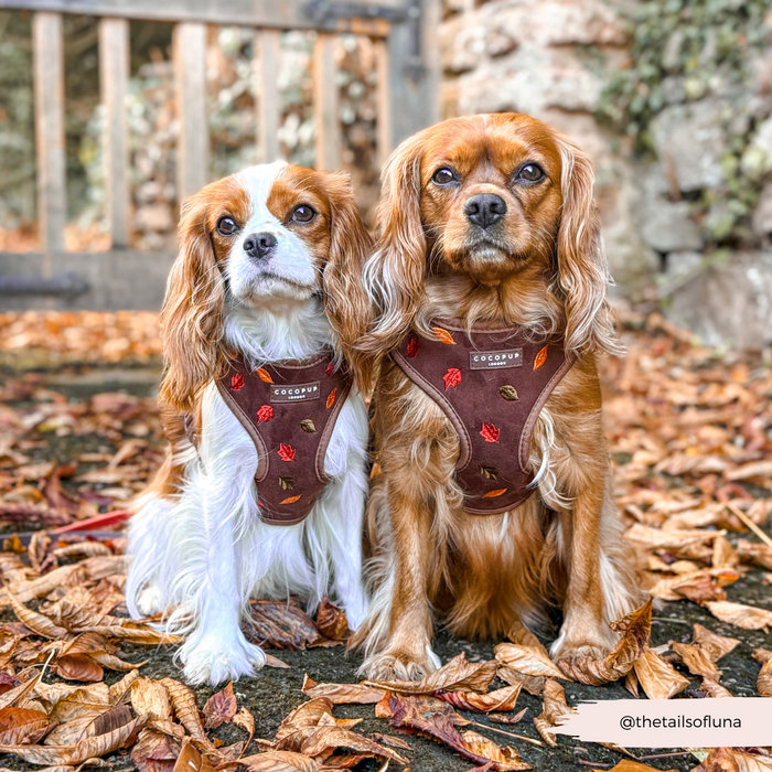 Two Cavalier King Charles Spaniels on autumn leaves wearing leaf-patterned Cocopup London harnesses.