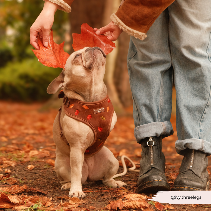 Small dog wearing a Cocopup London adjustable neck harness with a paw print leaf pattern as someone holds leaves overhead.