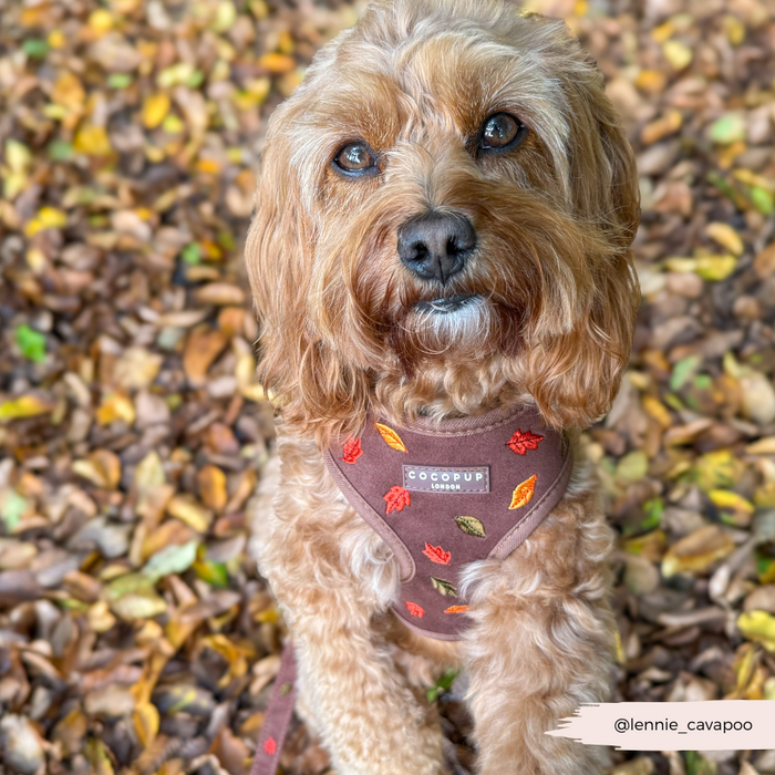 Fluffy brown dog wears Cocopup London Pawtumn Leaves harness with autumn leaf pattern, sitting on fallen leaves, looking up.