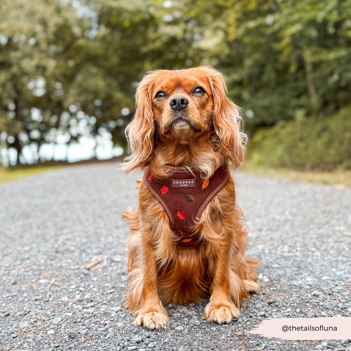 Brown Cavalier King Charles Spaniel in a Cocopup London harness with autumn leaf pattern, standing on a gravel path.