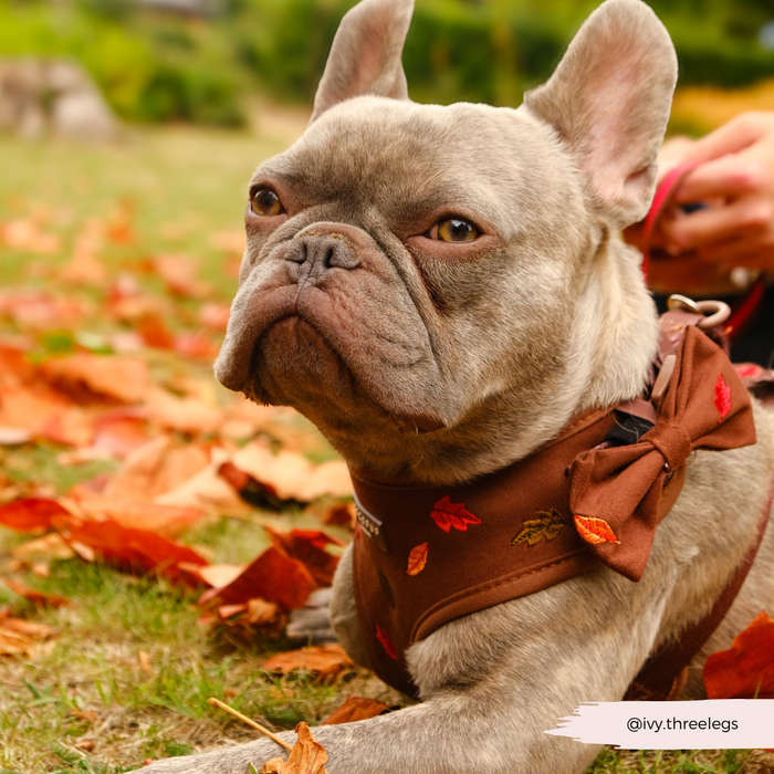 Gray French Bulldog wearing a Cocopup London Pawtumn Leaves bow tie rests on fallen autumn leaves outdoors.