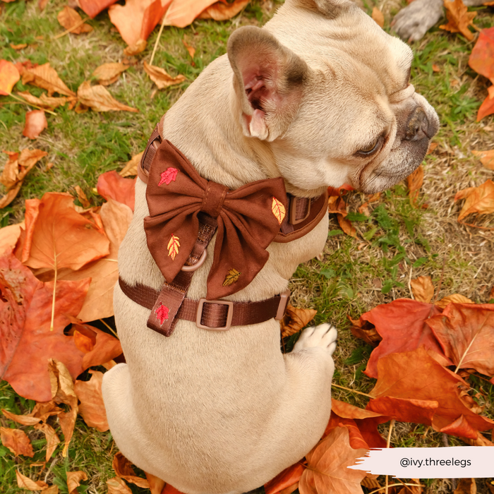 Light tan French Bulldog on grass wears Cocopup London autumn leaf print Sailor Bow Tie among orange leaves.