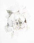 Peony no. 2 | 8x10