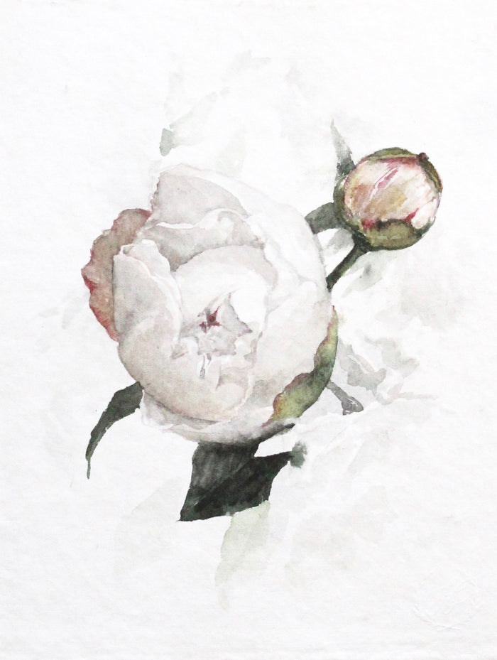 Peony no. 3 | 8x10