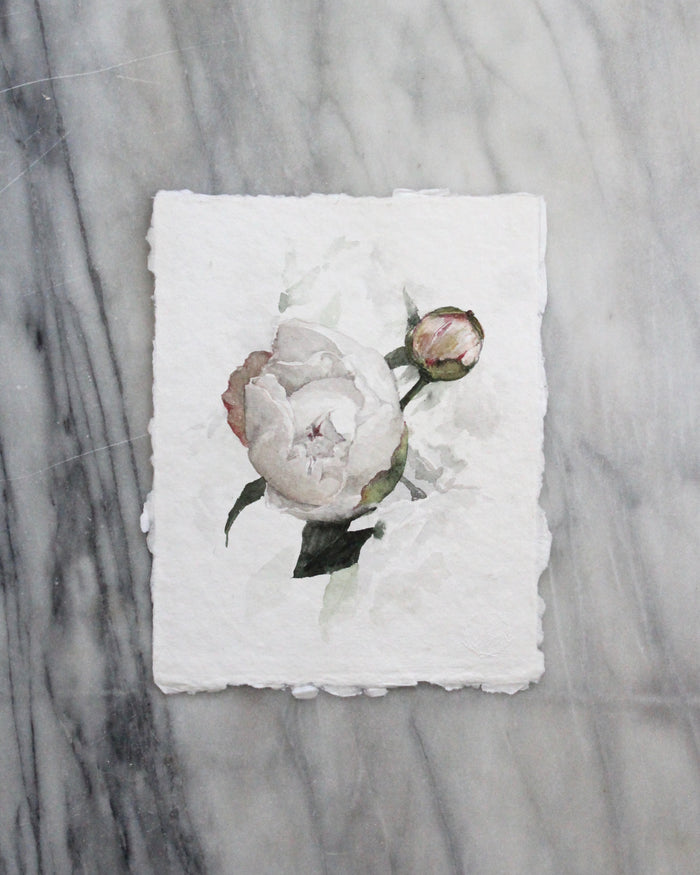 Peony no. 3 | 8x10