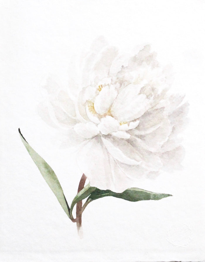 Peony no. 4 | 8x10