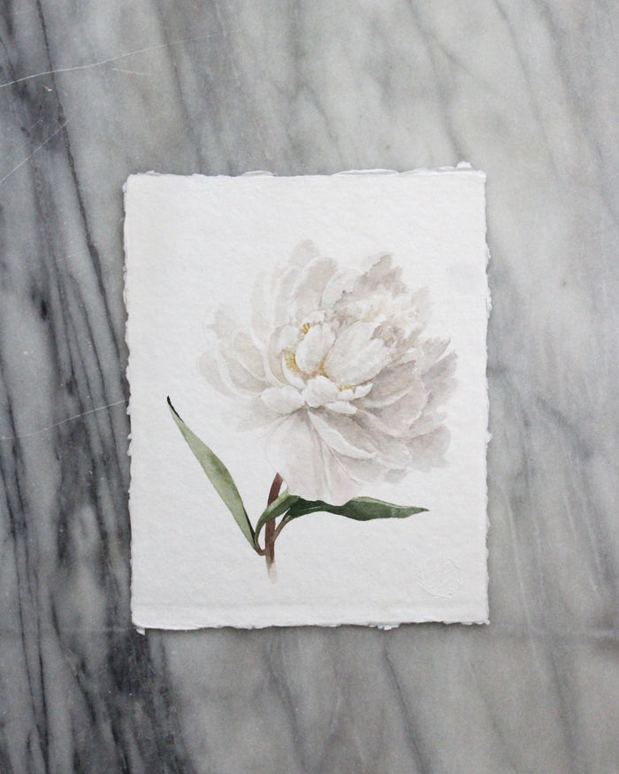 Peony no. 4 | 8x10
