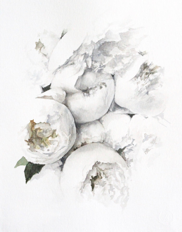 Peony no. 5 | 11x14
