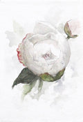 Peony no.1 | 5x7