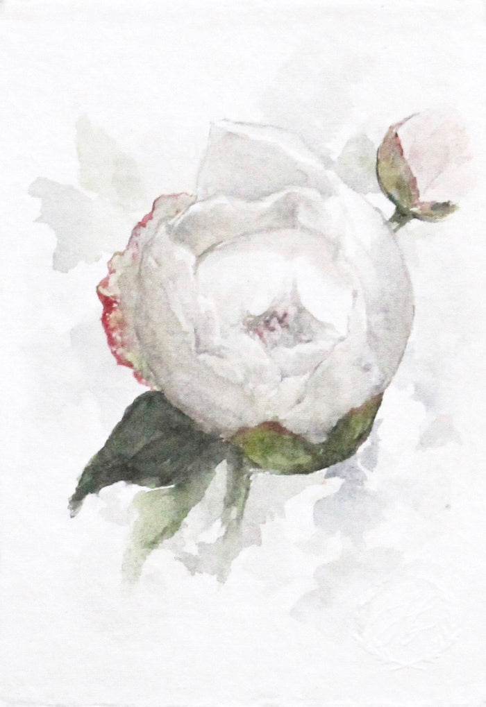 Peony no.1 | 5x7