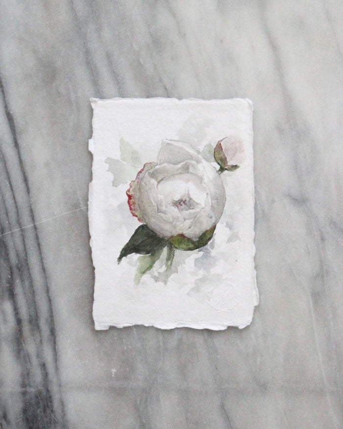 Peony no.1 | 5x7