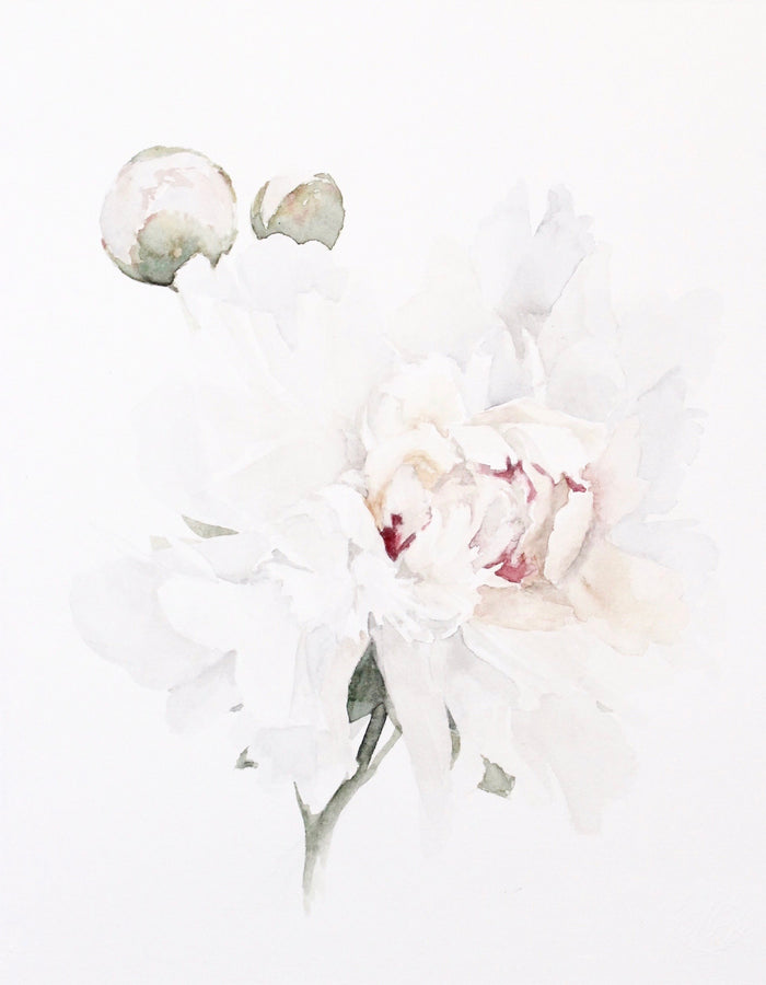 Peony no.10 | 11x14