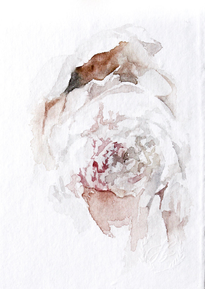 Peony no.16 | 5x7