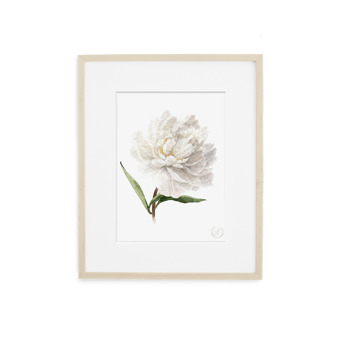 Peony no.4 Print