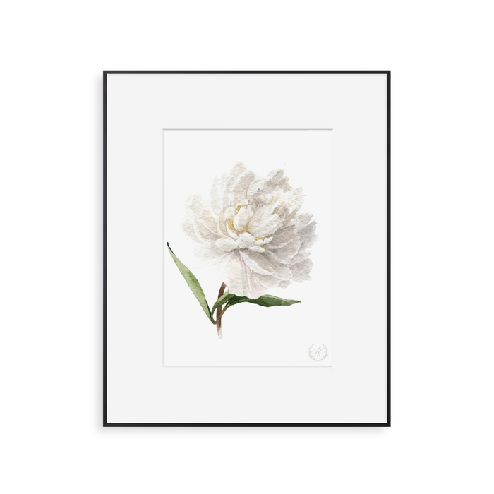 Peony no.4 Print