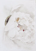 Peony no.9 | 5x7