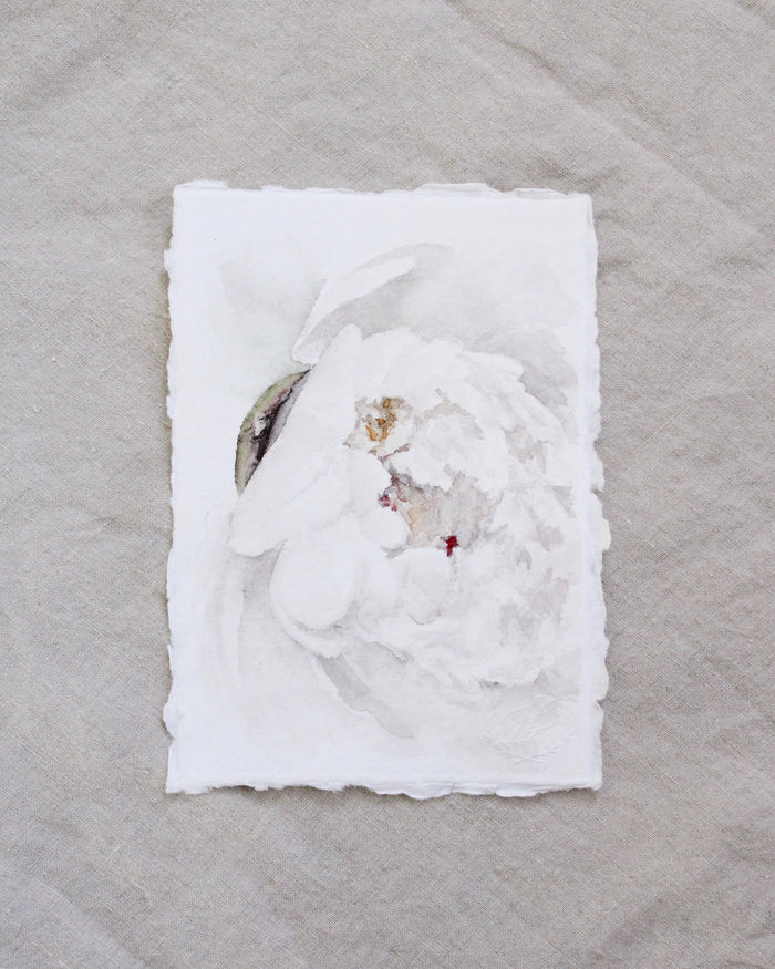 Peony no.9 | 5x7