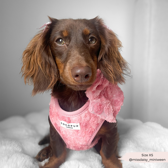 Brown dachshund in a pink lace harness with a matching Peony Pup sailor bow tie sits on a white blanket.