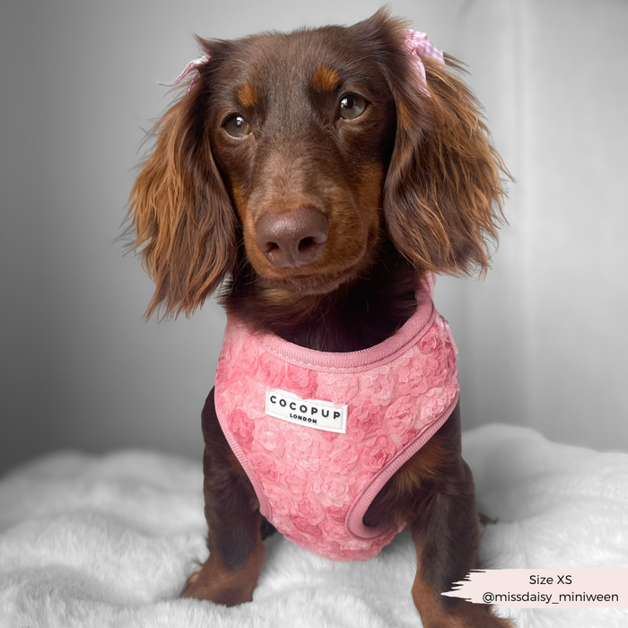 Brown dachshund in Cocopup London Peony Pup pink floral harness, lead, and collar set on a white blanket.