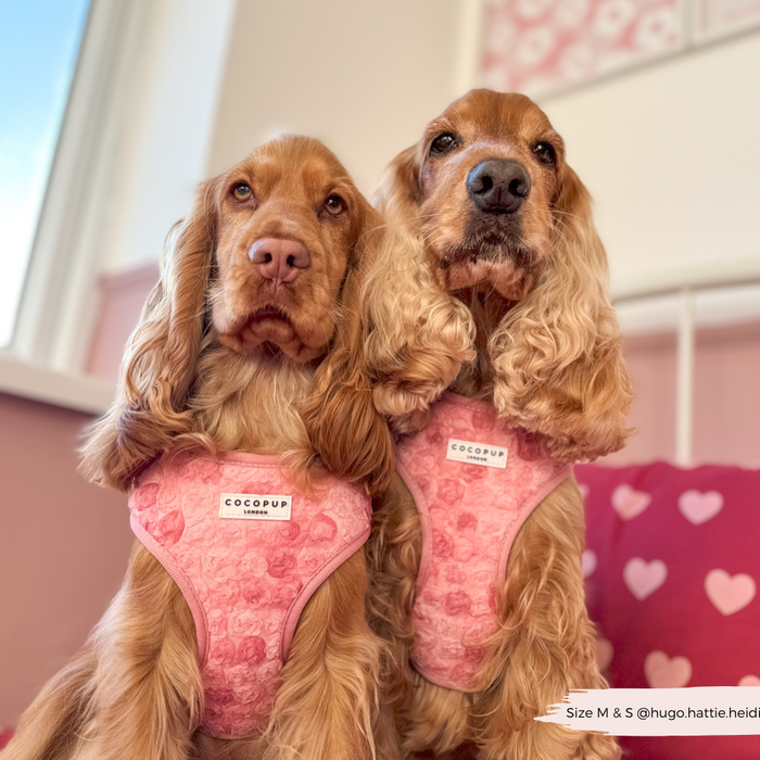 Two brown spaniels wear pink Cocopup London Peony Pup adjustable harnesses, sitting on a heart-patterned bed.