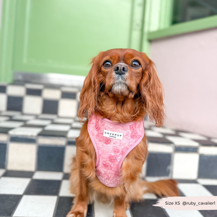 Brown Cavalier King Charles Spaniel in a pink floral Cocopup London harness stands by a green door.