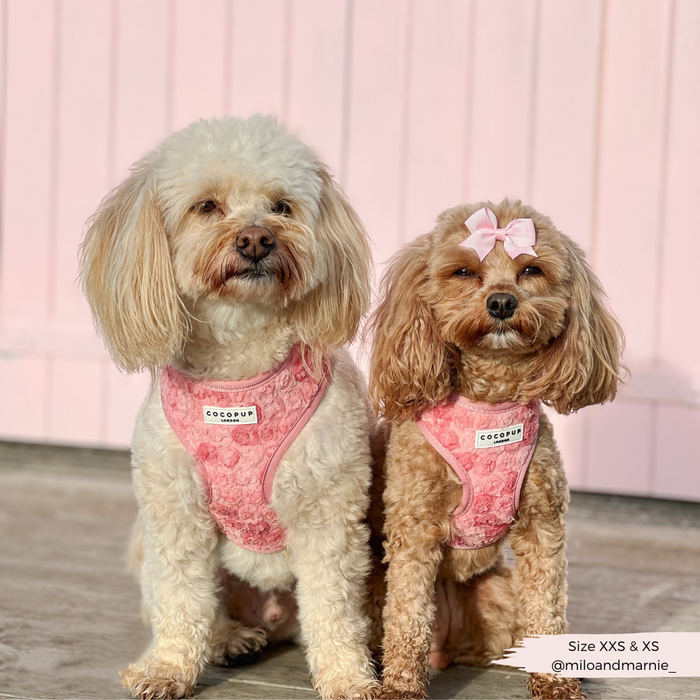 Two small poodles in pink Cocopup London harnesses, one with a matching bow, sit against a light pink background.