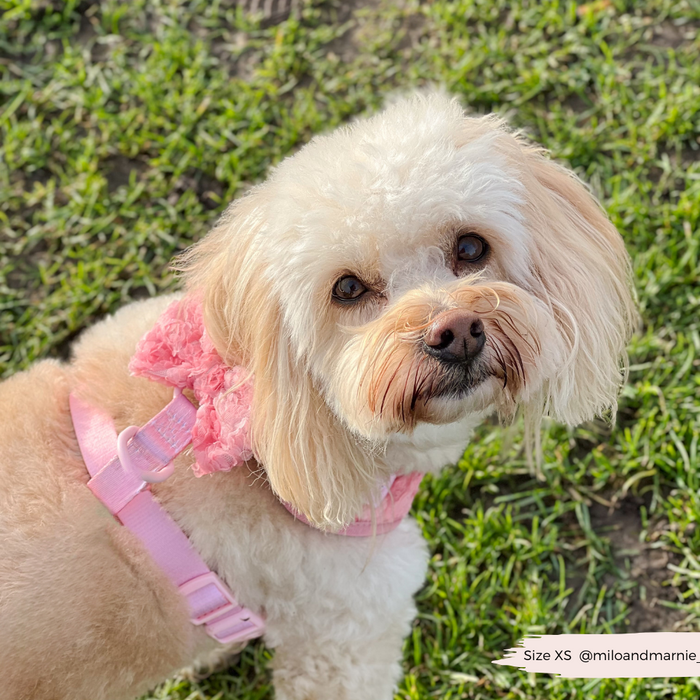 Cream-colored dog on grass wearing a pink harness and Cocopup London Peony Pup Bow Tie, looking up.