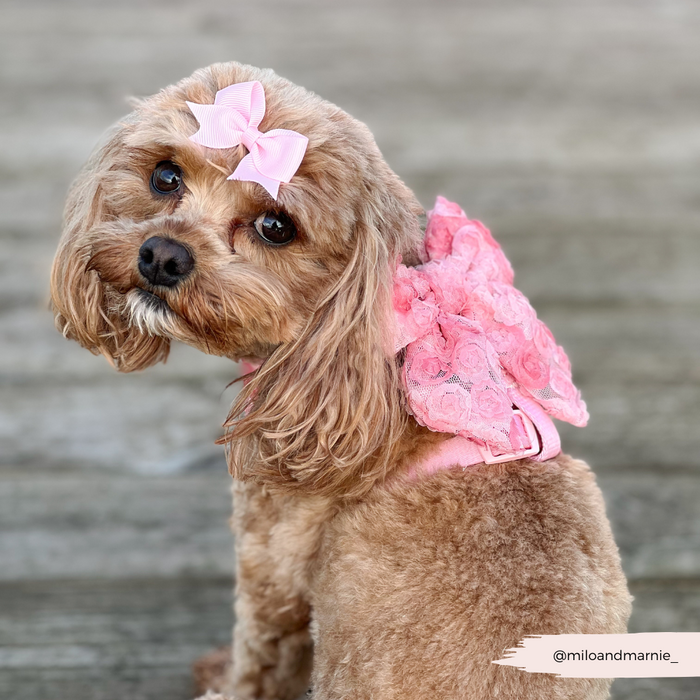 Small brown dog wears a pink floral Cocopup London sailor bow tie and white lace harness, looking over its shoulder.