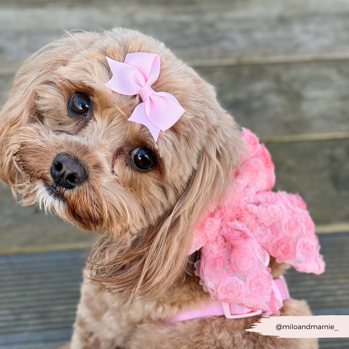 Small brown dog with a pink Cocopup London Peony Pup Sailor Bow Tie on its head and a large pink lace bow on its back.
