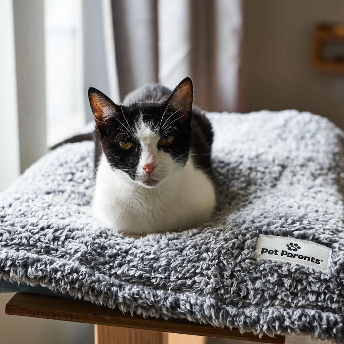 Pet Blanket