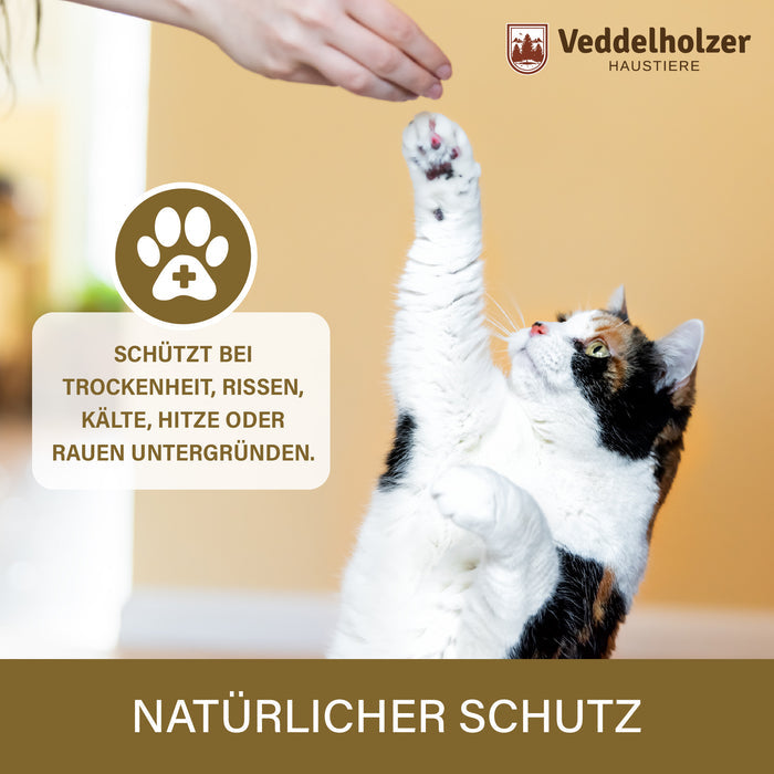 Dreifarbige Katze hebt die Pfote zu einer Hand – schützt bei Trockenheit, Rissen, Kälte, Hitze und rauen Untergründen