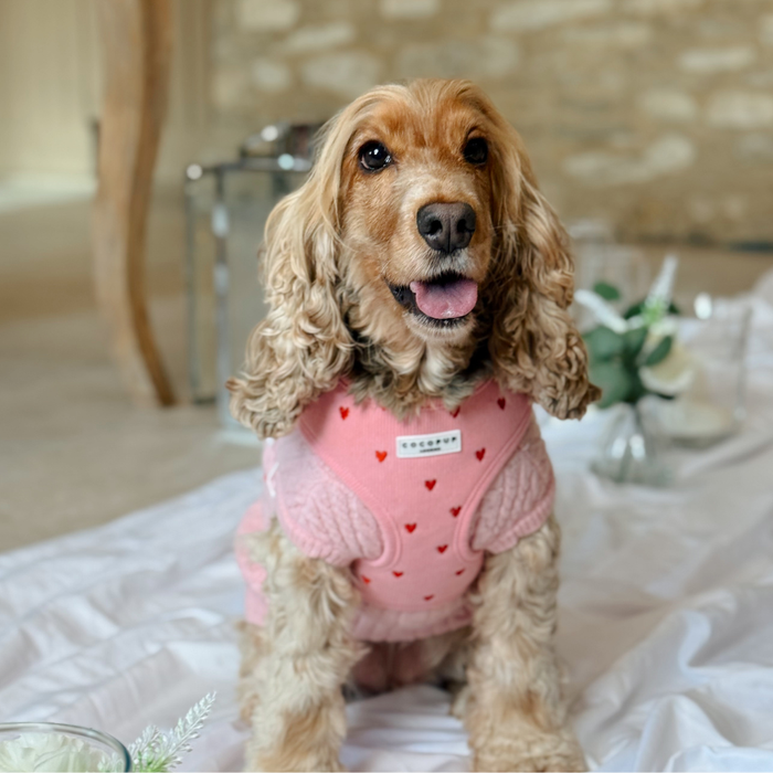 Brown cocker spaniel wearing a pink cable knit jumper with heart details on a white blanket indoors.