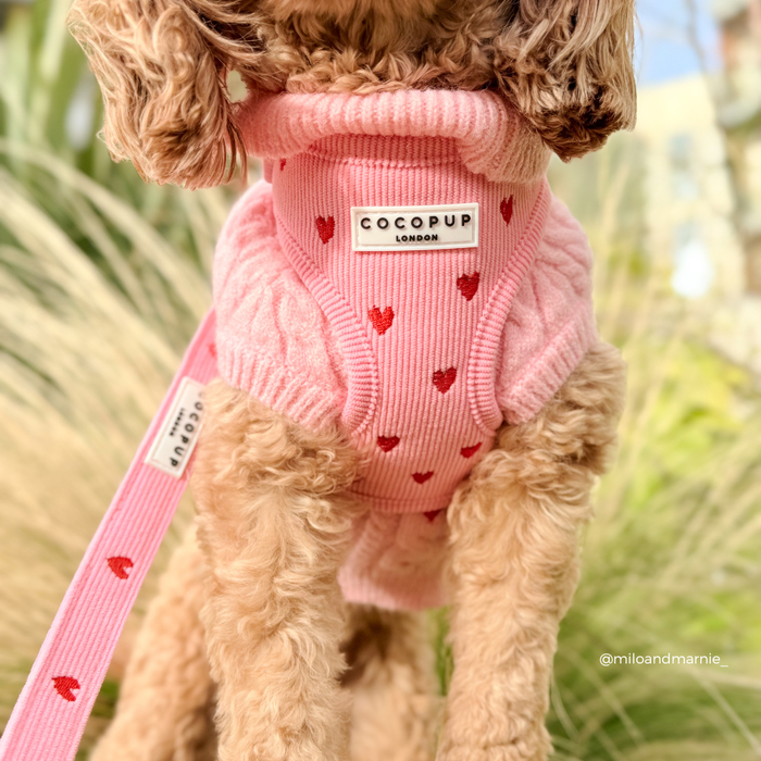 Small dog in a pink cord jumper, harness, and lead set with heart pattern, standing outdoors by green plants.