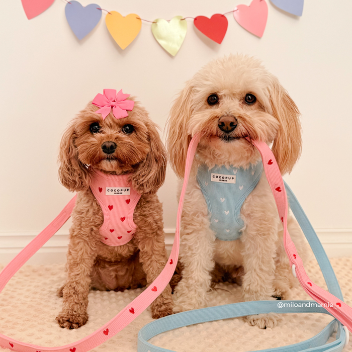 Two small dogs in heart-pattern harnesses hold a blue cord lead, sitting in front of a red and pink heart garland.