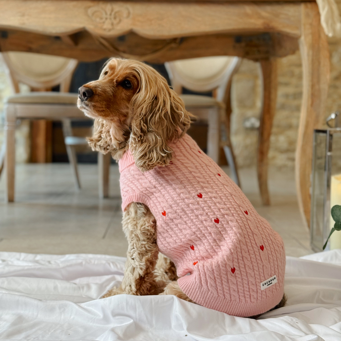Spaniel wearing a pink cord jumper with heart pattern, sitting on a white blanket and looking over its shoulder indoors.