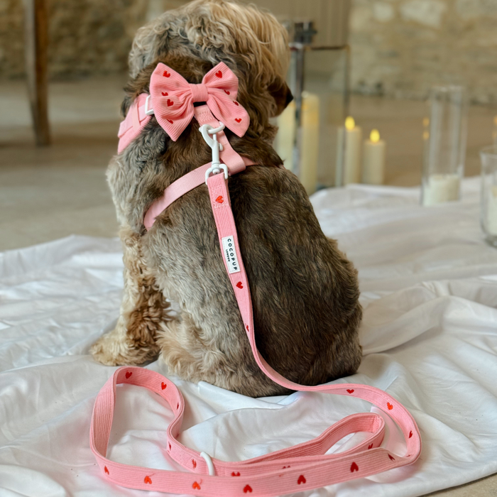 Small dog wearing a pink cord sailor bow tie with heart pattern, sitting on a white sheet next to candles.
