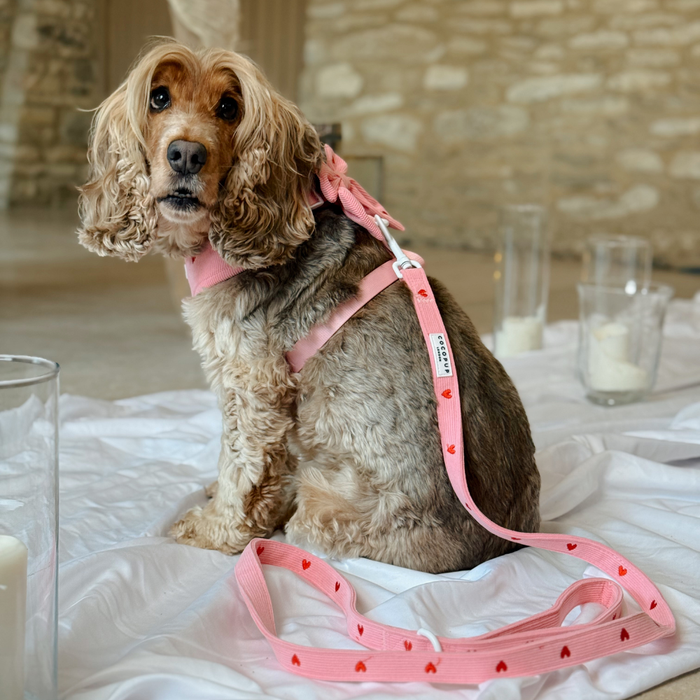 Brown dog wearing a pink heart-patterned cord jumper, harness, and lead sits on a white sheet indoors.