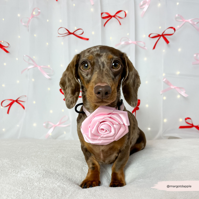 Dachshund with Cocopup London Pink Rose Collar Flower sits on a white blanket with glowing pink and red ribbons.