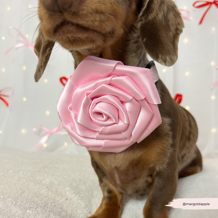 Pink velvet dog collar flower with pink ribbon, designed for dachshunds, on a white background.