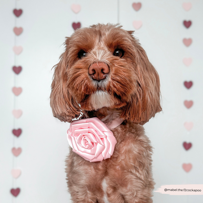Brown dog wearing a pink rose collar flower by Cocopup London, sitting in front of hanging paper heart decorations.
