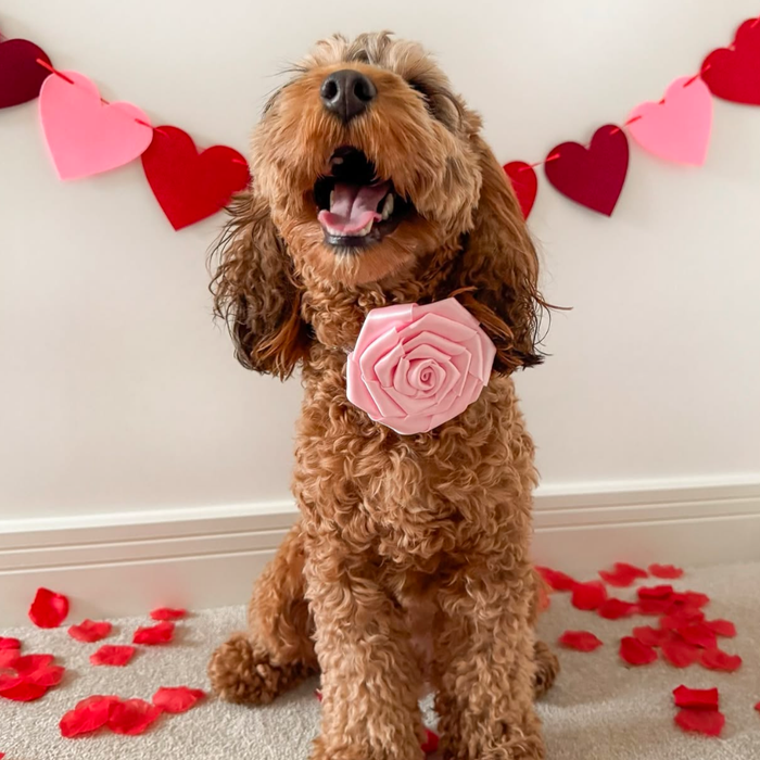 Brown dog wearing a Cocopup London pink rose collar flower, seated on rose petals with a heart garland in the background.