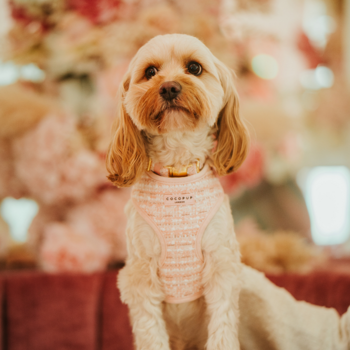 Tan dog in Cocopup London pink textured tweed harness sits indoors by a soft pink floral background.