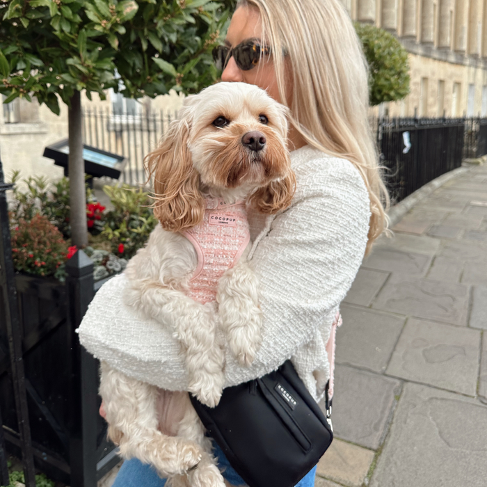 Woman holding a fluffy dog in a pink outfit with Cocopup London pink textured tweed harness, lead, and collar.