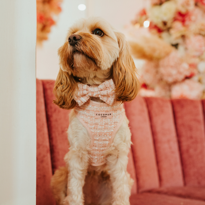 Small dog in a pink textured tweed Cocopup London harness and bow tie sits on a pink velvet sofa.